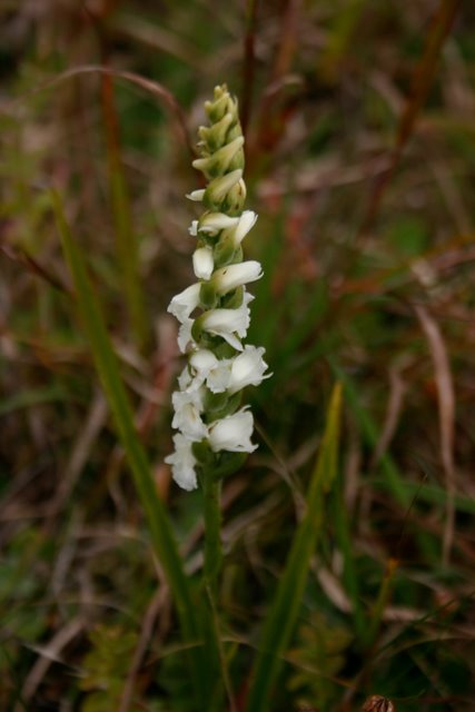 Nodding Ladies' Tresses