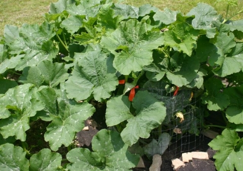 Howden pumpkin, July 7