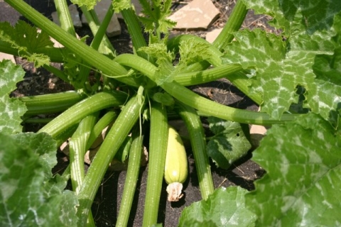 Cavilli squash, July 7