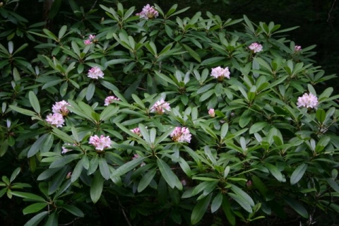 Great Rhododendron in Hidden Valley