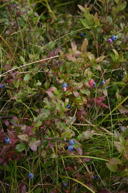 Wild blueberries