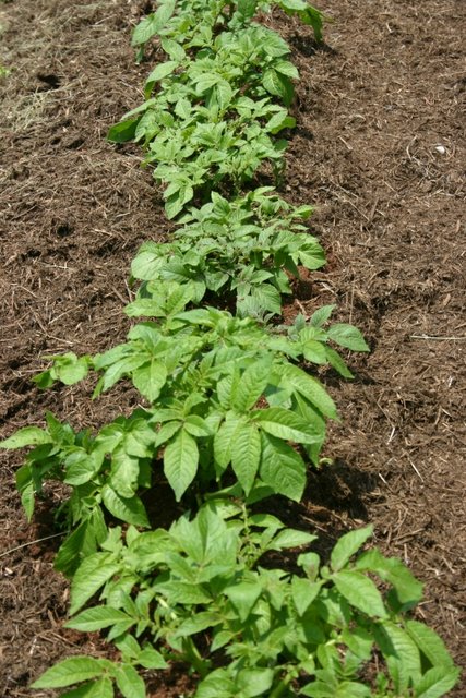Potatoes