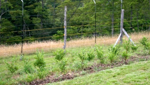 Blueberry bushes