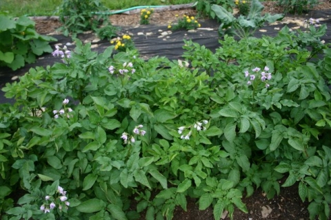 Potato plants