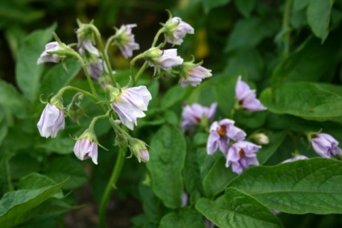 Potato blossoms