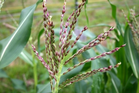 Dorinny corn tassel