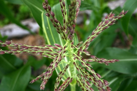 Dorinny corn tassel