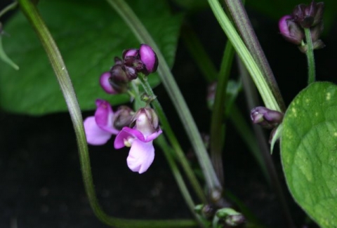 Bush bean blossom