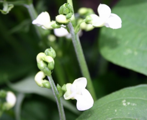 Bush bean blossom