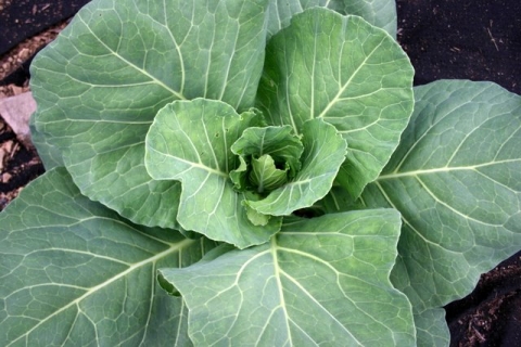 I love cabbage!