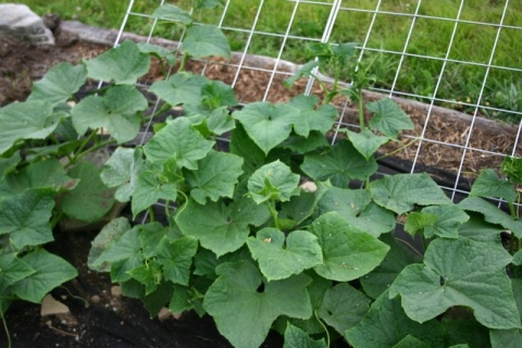 Cucumber