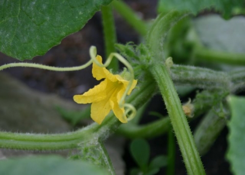 Cucumber blossom