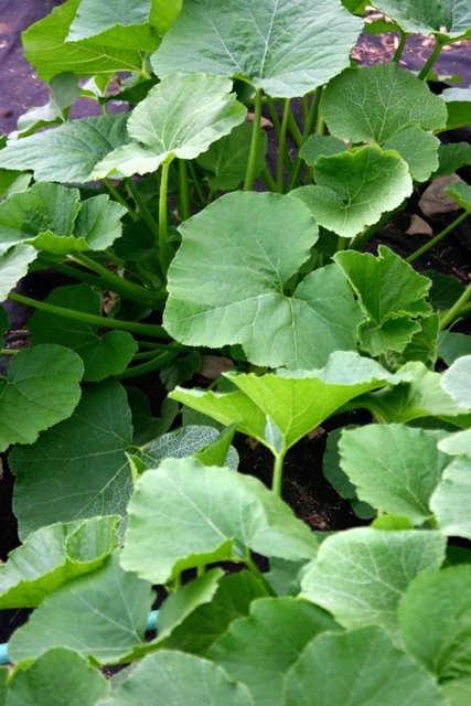 Squash