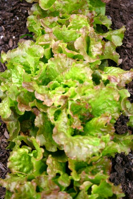 We still have lettuce