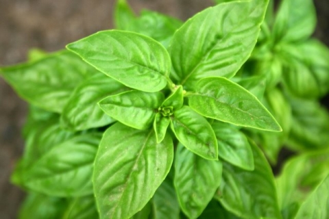 Basil