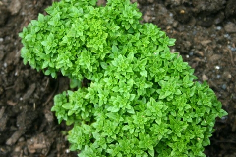 Basil