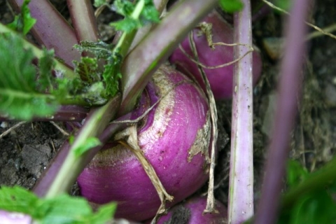 Turnip
