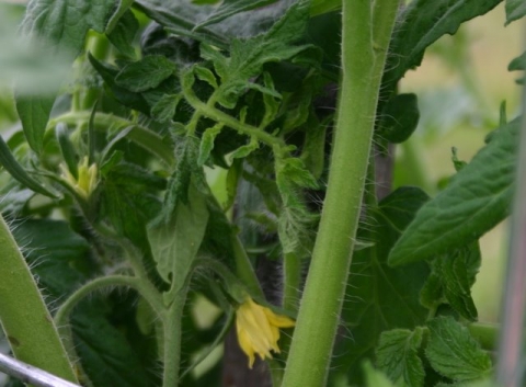 Tomato