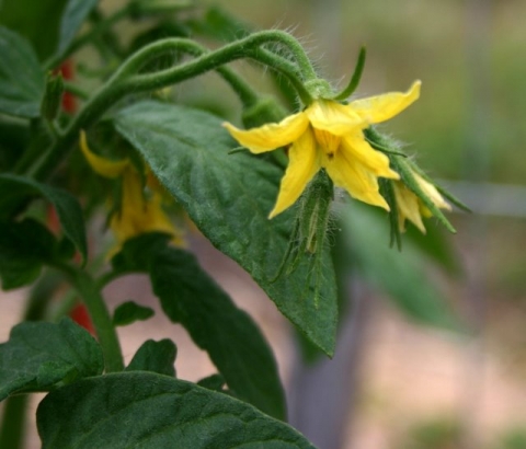 Tomato blossom