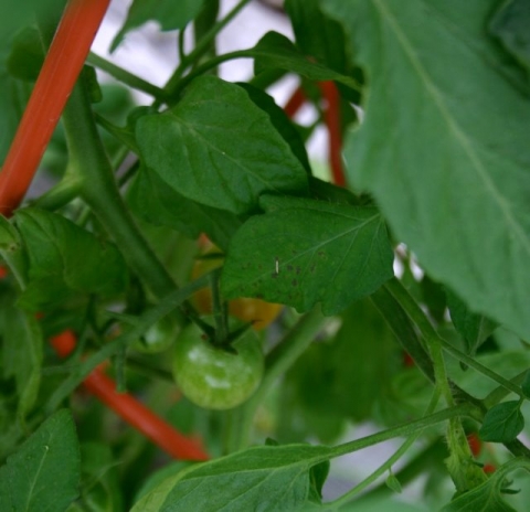 Cherry tomato