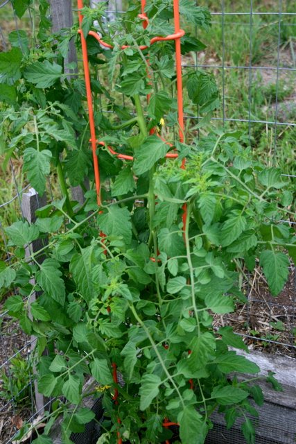 Happy tomato plant