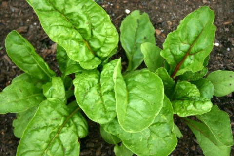 Chard