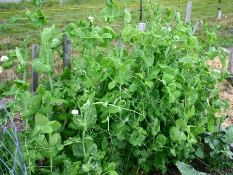 Snow peas
