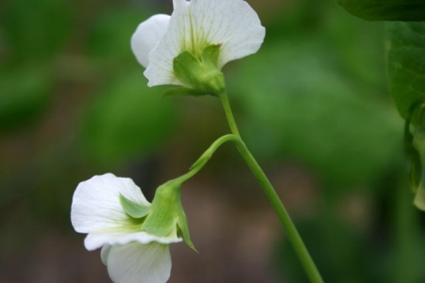 Snow pea blossoms