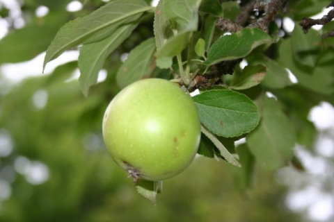 Grandmother apple tree