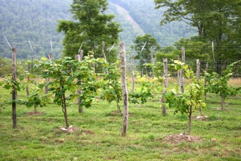 Vineyard