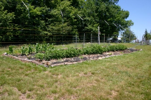 The garden changes daily