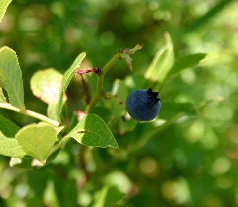 One of the few blueberries to survive the May freezes