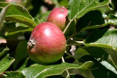 Apples! It's gonna be a cider-filled fall