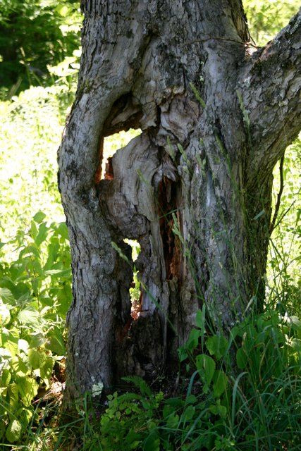 An ancient apple tree trunk. Nature's sculpture