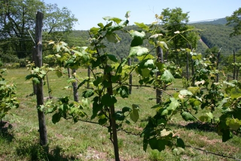 A happy grapevine