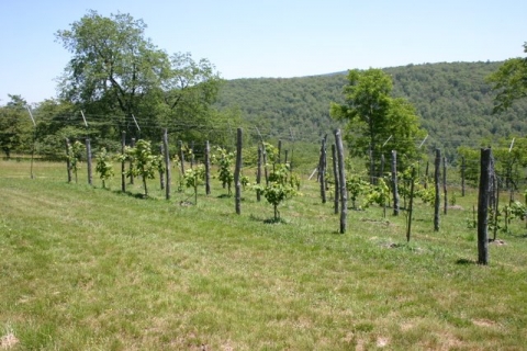 The vineyard. Somewhat diminished by May weather, but coming back strong