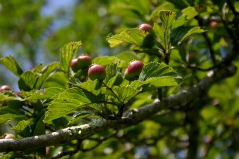 Hawthorn berries
