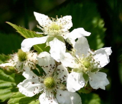 Blackberry blossoms