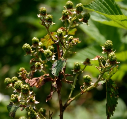 New blackberries - just add water!