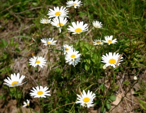 Oxeye daisies fill every meadow and roadside