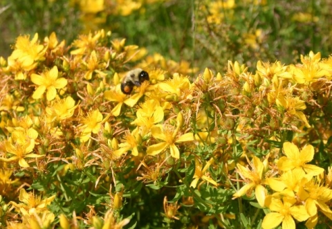 A bumblebee explores abundant St. John's Wort