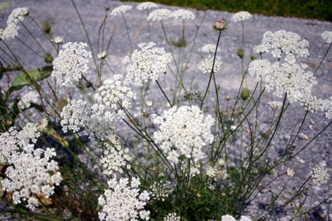 Queen Anne's Lace thrives along the driveway