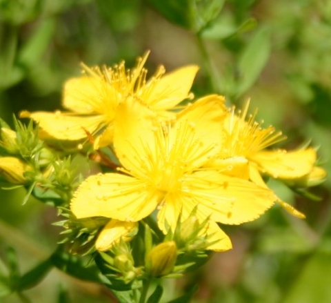 St. John's Wort