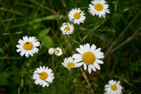 Oxeye Daisy