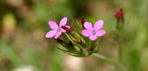 Deptford Pink