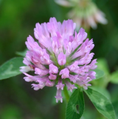 Red Clover