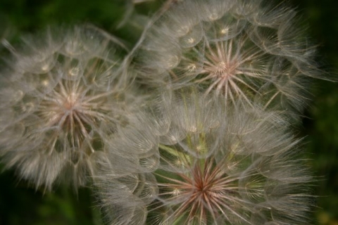 Salsify