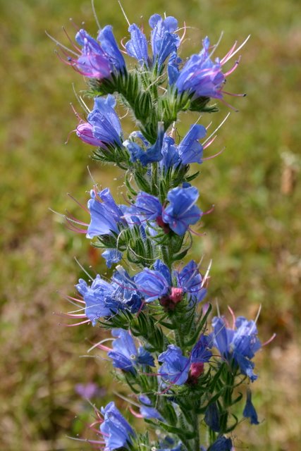 Viper's Bugloss