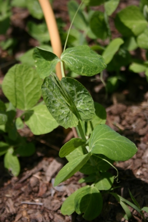 Snow pea plant