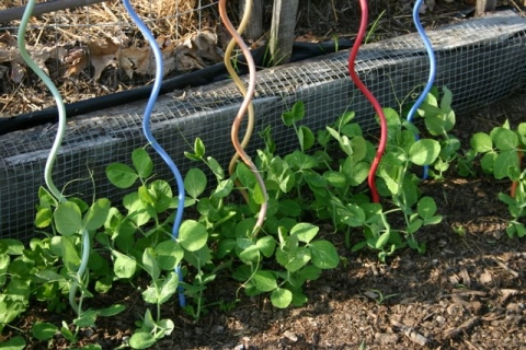 Snow peas rising